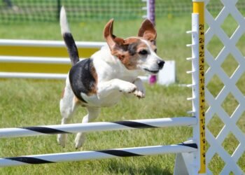 Retrospectiva 2025: Câmara aprovou proibição de uso de animais em testes de cosméticos – Notícias