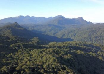 Comissão debate papel da Mata Atlântica na adaptação às mudanças climáticas – Notícias