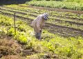 Medida provisória que concedia crédito extra à agricultura familiar perde a validade – Notícias