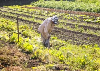 Medida provisória que concedia crédito extra à agricultura familiar perde a validade – Notícias
