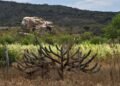 Entra em vigor lei que estabelece política de recuperação da Caatinga – Notícias