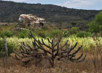 Entra em vigor lei que estabelece política de recuperação da Caatinga – Notícias