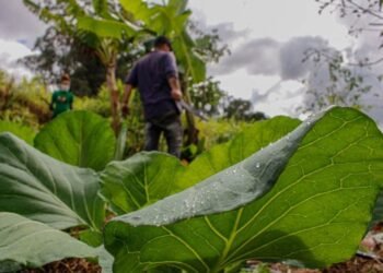 Projeto cria programa de assentamentos produtivos perto de cidades