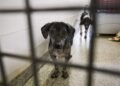 Projeto torna obrigatória advertência sobre maus-tratos em embalagens de ração