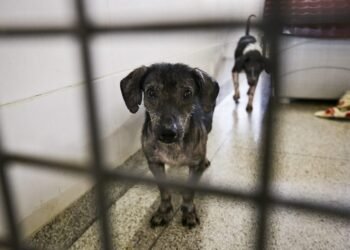 Projeto torna obrigatória advertência sobre maus-tratos em embalagens de ração