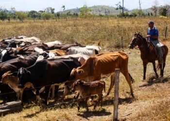 Projeto vincula crédito rural à rastreabilidade bovina na Amazônia